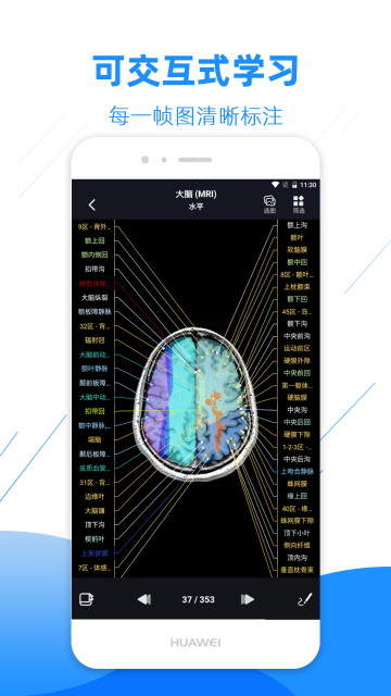 影像解剖图谱介绍图